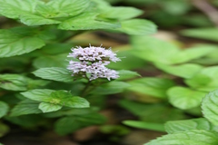 Pogostemon heyneanus